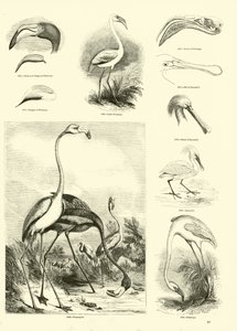 Pagina dal Museo Illustrato della Natura Animata