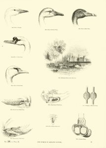 Pagina dal Museo Illustrato della Natura Animata da English School
