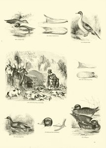 Pagina dal Museo Pittoresco della Natura Animata