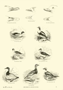 Pagina dal Museo Pittoresco della Natura Animata