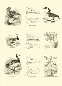 Pagina dal Museo Pittoresco della Natura Animata da English School