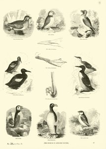 Pagina dal Museo Pittoresco della Natura Animata