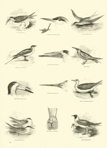 Pagina dal Museo Pittoresco della Natura Animata da English School