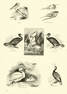 Pagina dal Museo Pittoresco della Natura Animata