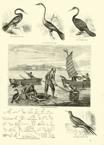 Pagina dal Museo Pittoresco della Natura Animata