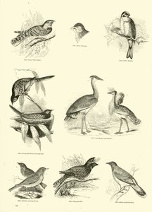 Pagina dal Museo Pittoresco della Natura Animata