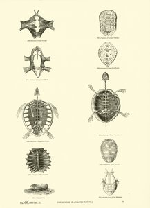 Pagina dal Museo Pittoresco della Natura Animata