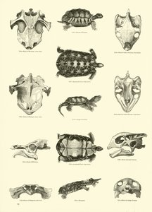 Pagina dal Museo Pittoresco della Natura Animata