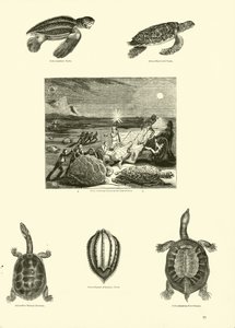 Pagina dal Museo Pittoresco della Natura Animata