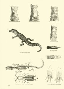 Pagina dal Museo Pittoresco della Natura Animata