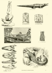 Pagina dal Museo Pittoresco della Natura Animata da English School