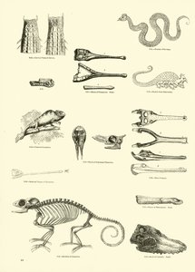 Pagina dal Museo Pittoresco della Natura Animata da English School