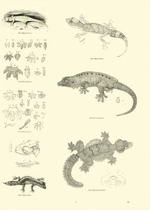 Pagina dal Museo Pittoresco della Natura Animata