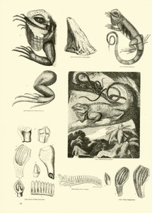Pagina dal Museo Pittoresco della Natura Animata