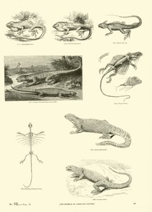 Pagina dal Museo Pittoresco della Natura Animata