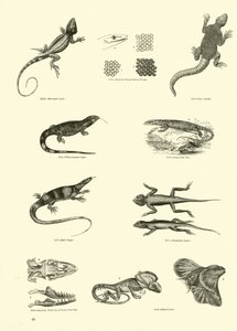 Pagina dal Museo Pittoresco della Natura Animata da English School