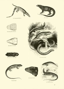 Pagina dal Museo Pittoresco della Natura Animata