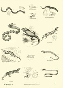 Pagina dal Museo Pittoresco della Natura Animata da English School