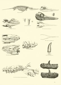 Pagina dal Museo Pittoresco della Natura Animata da English School