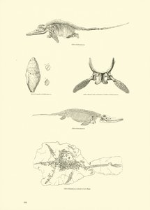 Pagina dal Museo Pittoresco della Natura Animata