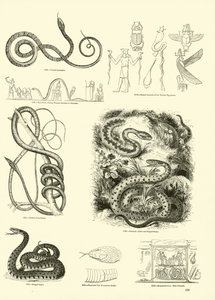 Pagina dal Museo Pittoresco della Natura Animata