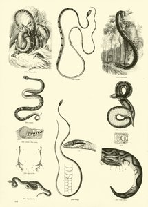 Pagina dal Museo Pittoresco della Natura Animata