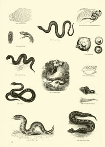 Pagina dal Museo Pittoresco della Natura Animata