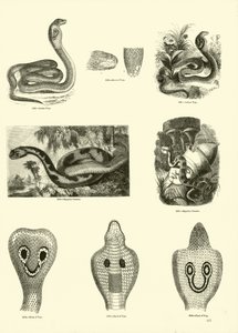 Pagina dal Museo Pittoresco della Natura Animata