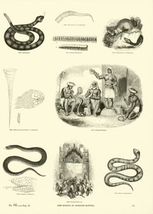 Pagina dal Museo Pittoresco della Natura Animata da English School