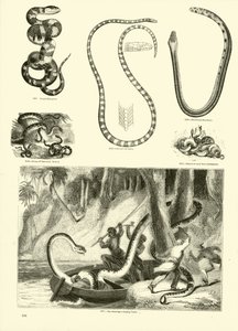 Pagina dal Museo Pittoresco della Natura Animata