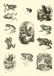 Pagina dal Museo Pittoresco della Natura Animata