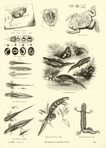 Pagina dal Museo Pittoresco della Natura Animata
