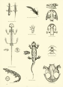 Pagina dal Museo Pittoresco della Natura Animata da English School