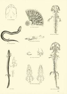 Pagina dal Museo Pittoresco della Natura Animata da English School