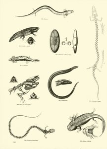 Pagina dal Museo Pittoresco della Natura Animata da English School