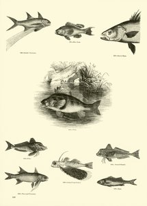 Pagina dal Museo Pittoresco della Natura Animata