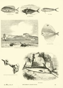 Pagina dal Museo Pittoresco della Natura Animata
