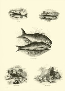 Pagina dal Museo Pittoresco della Natura Animata