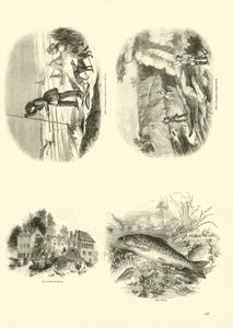 Pagina dal Museo Pittoresco della Natura Animata