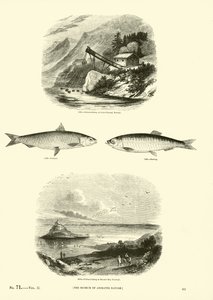 Pagina dal Museo Pittoresco della Natura Animata