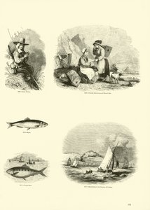 Pagina dal Museo Pittoresco della Natura Animata