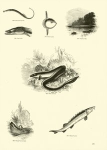 Pagina dal Museo Pittoresco della Natura Animata da English School