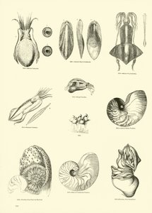 Pagina dal Museo Pittoresco della Natura Animata da English School