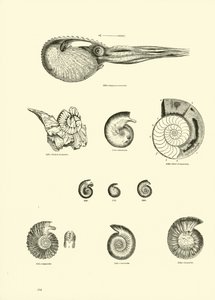 Pagina dal Museo Pittoresco della Natura Animata da English School