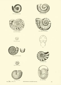 Pagina dal Museo Pittoresco della Natura Animata
