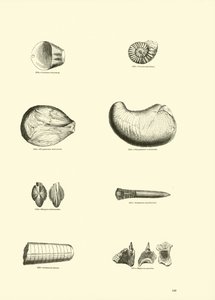 Pagina dal Museo Pittoresco della Natura Animata