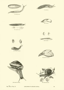 Pagina dal Museo Pittoresco della Natura Animata