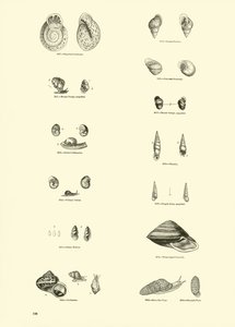 Pagina dal Museo Pittoresco della Natura Animata da English School