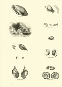 Pagina dal Museo Pittoresco della Natura Animata da English School