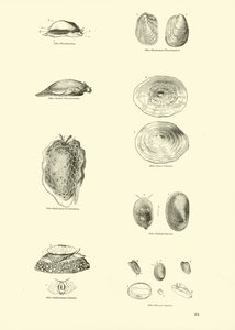 Pagina dal Museo Pittoresco della Natura Animata